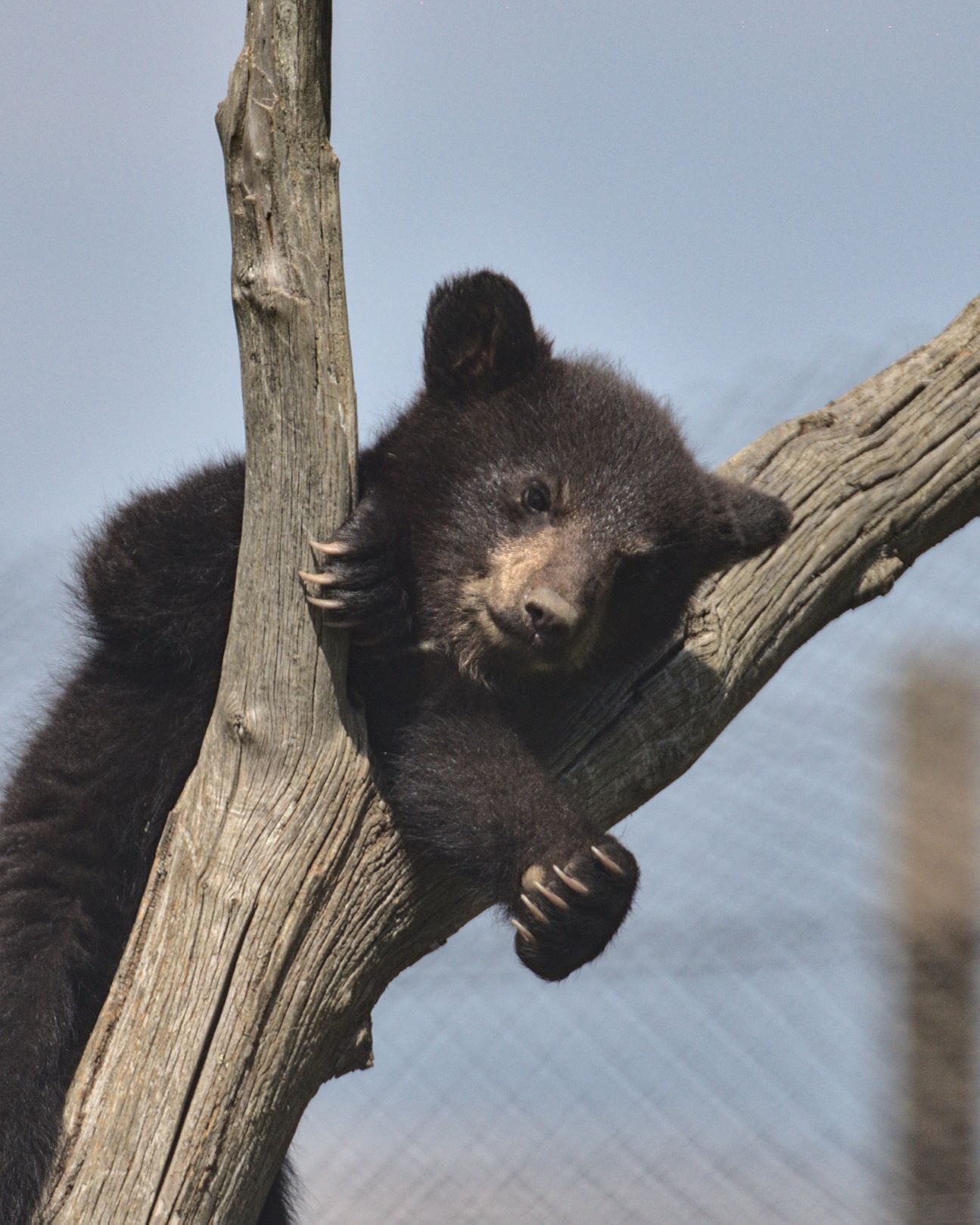 Bear cub climbing a tree - taken by keeper Richard.jpg