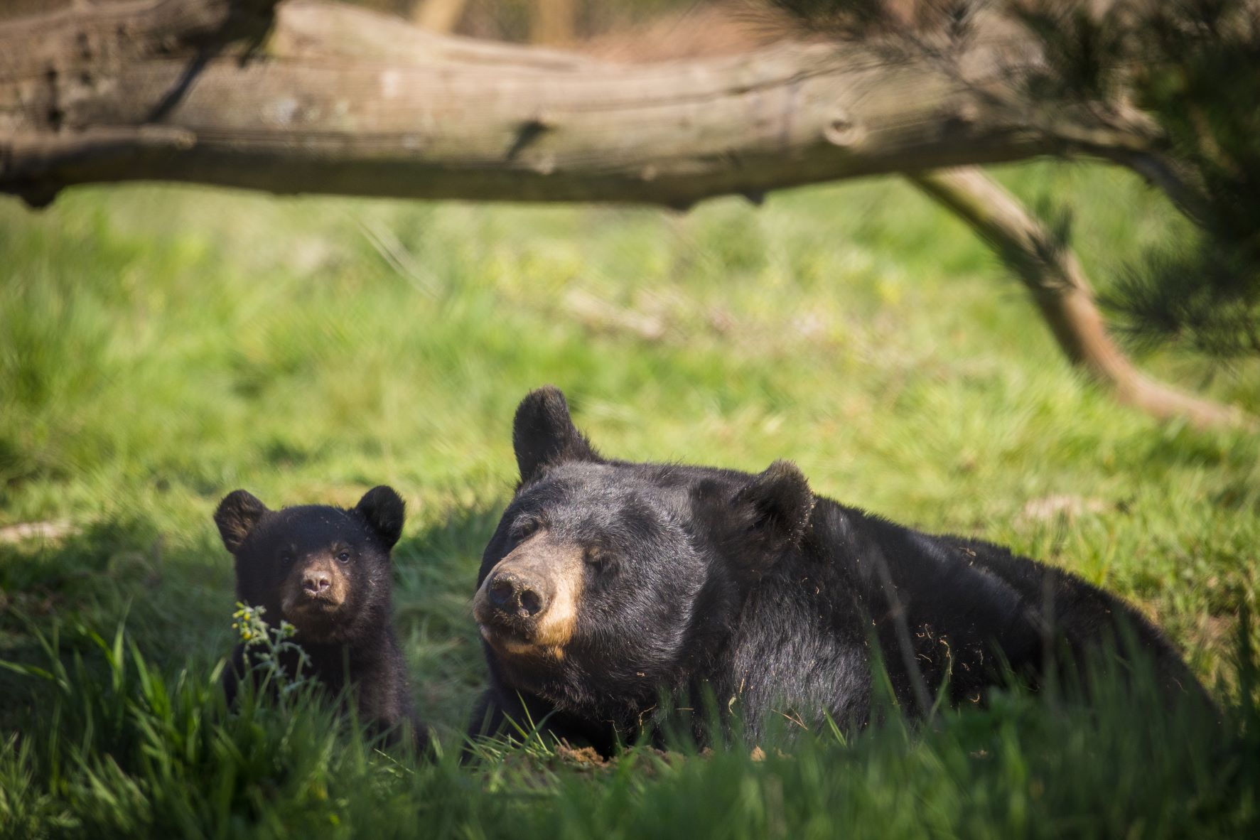 Bear cub peers through grass next to its mother at Woburn Safari Park.jpg