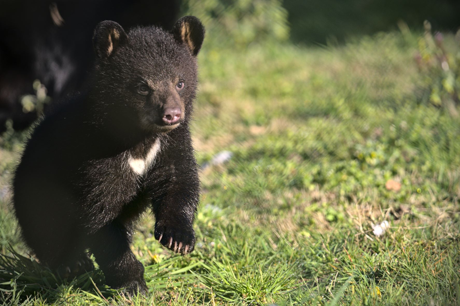 Bear cub running towards camera taken by Keeper Richard .jpg