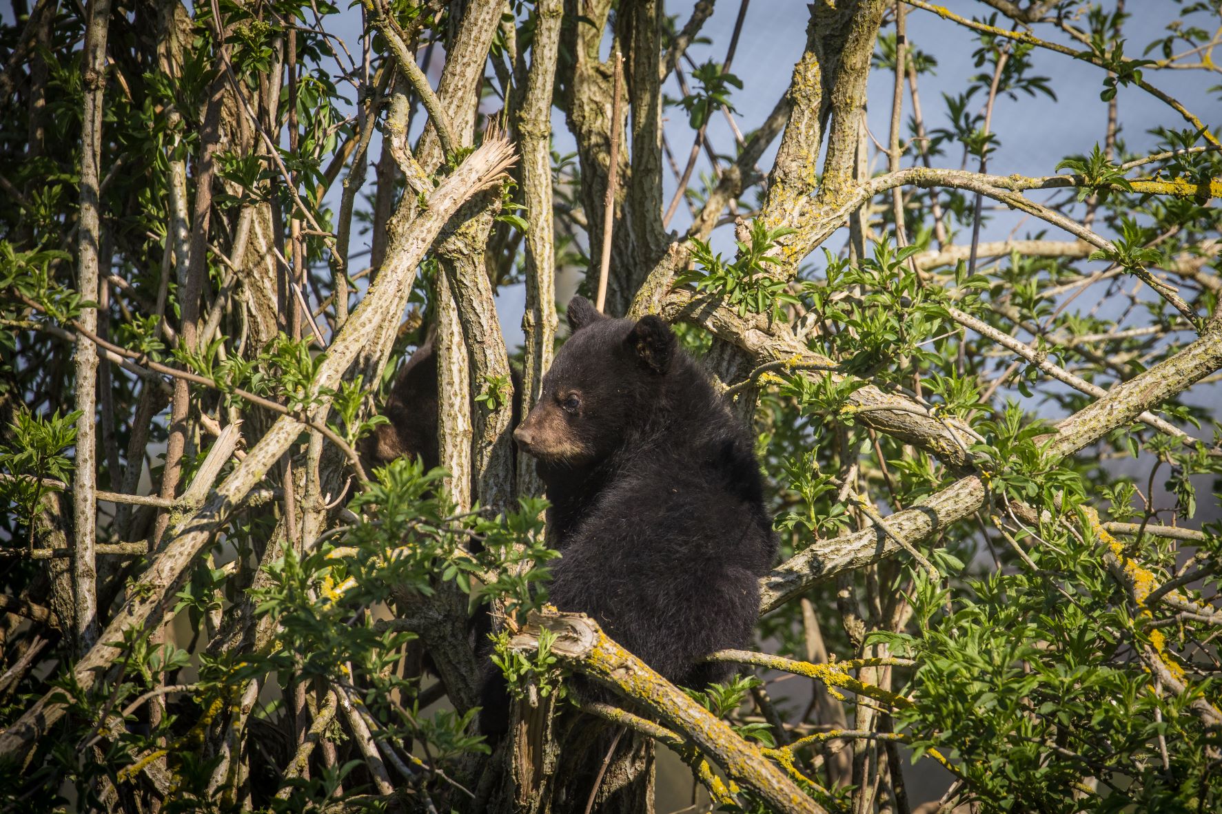 Bear cubs test out their climbing skills at Woburn Safari Park.jpg