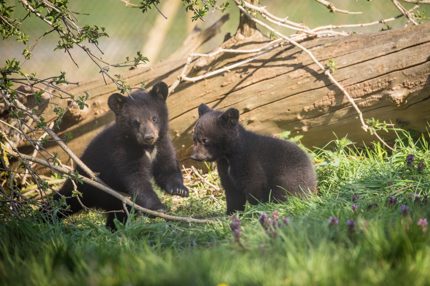 Two baby North American Black Bear cubs stand on grass by log and branches