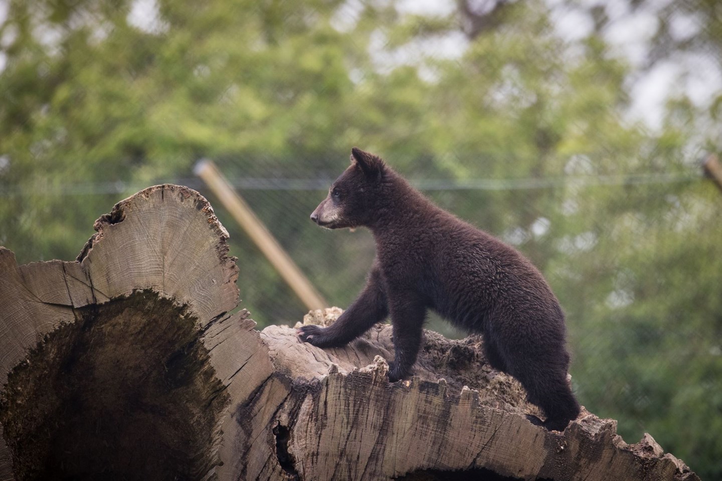 A North American black bear cub climbs up a large log at Woburn Safari Park