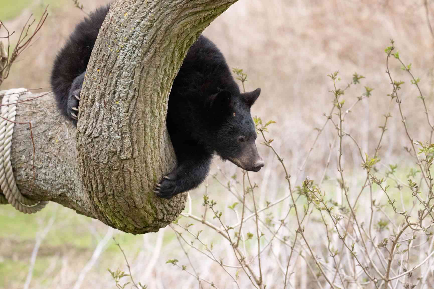 Bear cub climbs tree at Woburn Safari Park.jpg