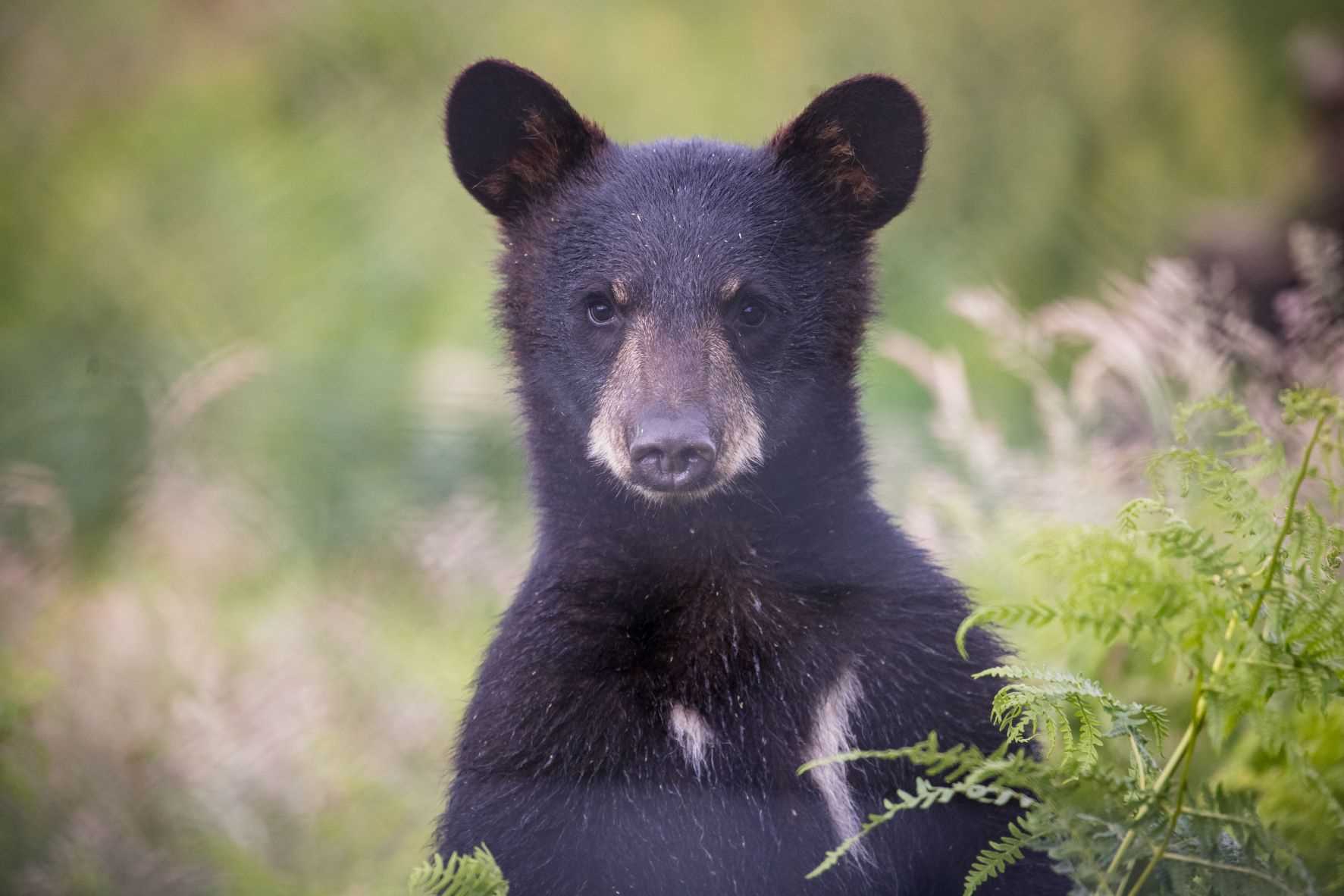 Close up of Denver the North American black bear cub .jpg