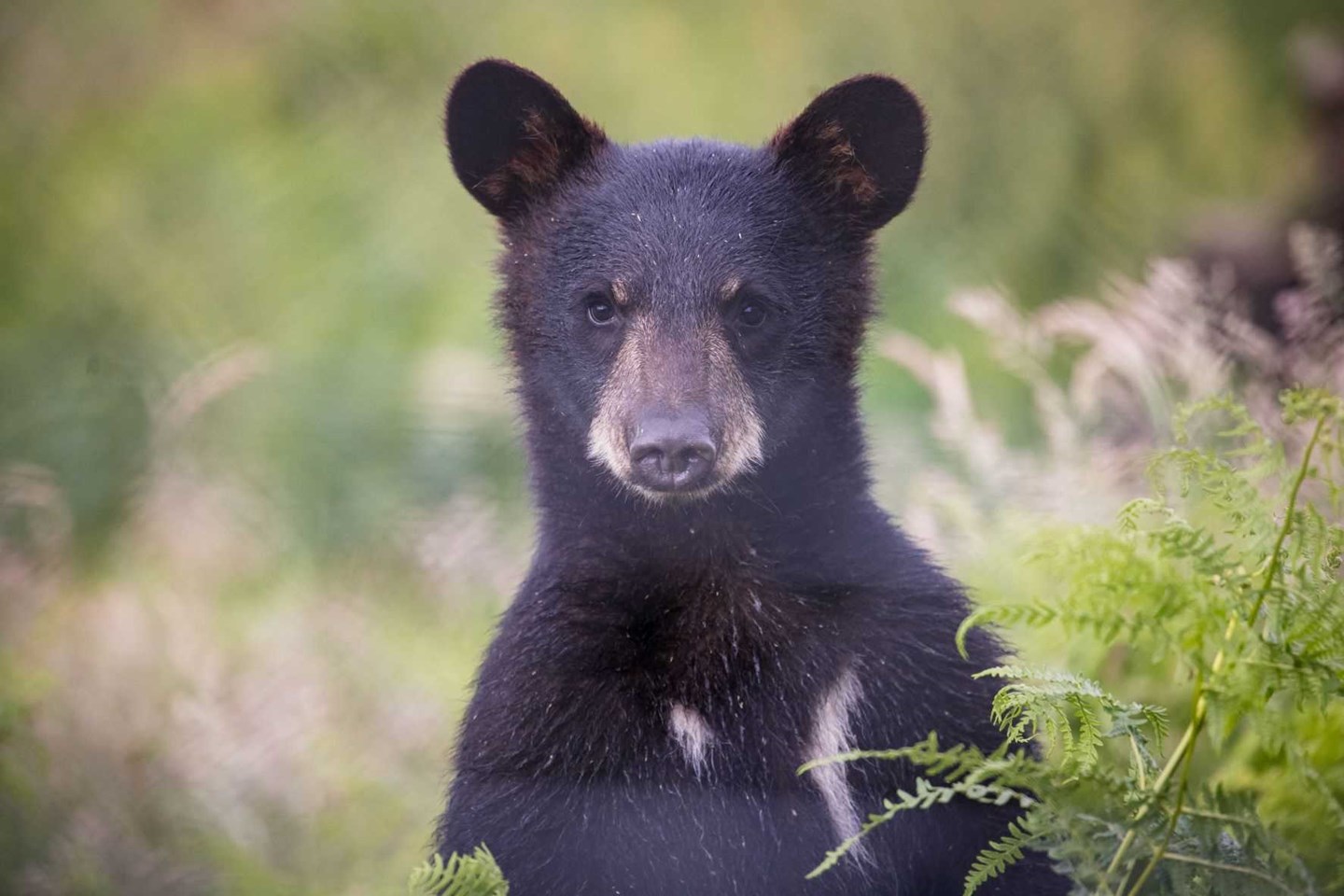 Close up image of bear peeking out behind bushes 