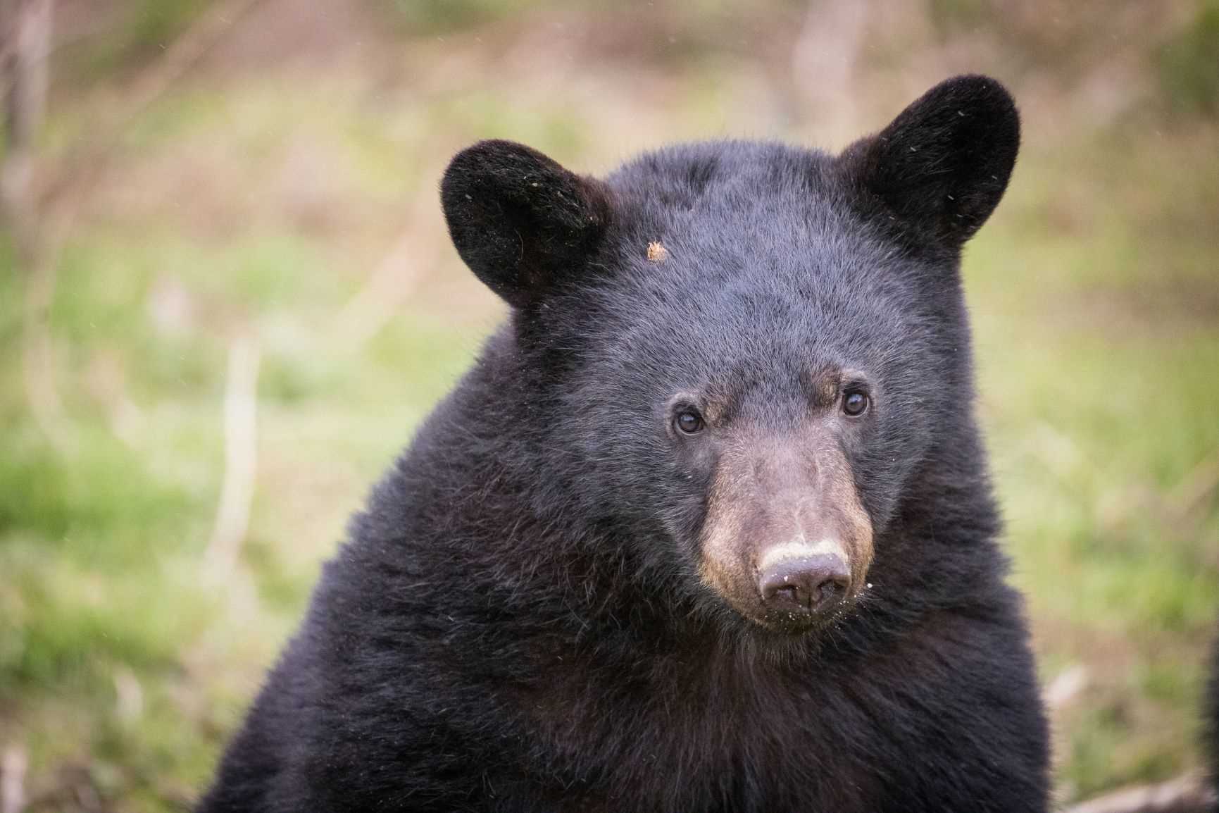 Female black bear cub at Woburn Safari Park .jpg