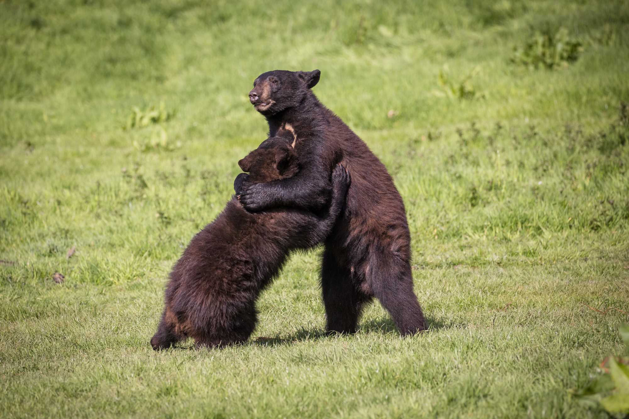 New bear cubs 2 .jpg