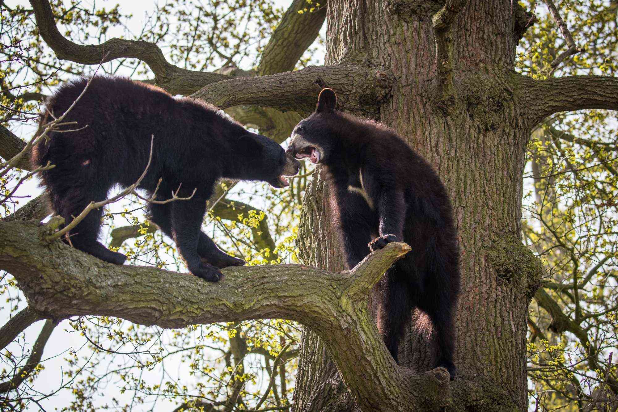 New Bear Cubs 2023 .jpg