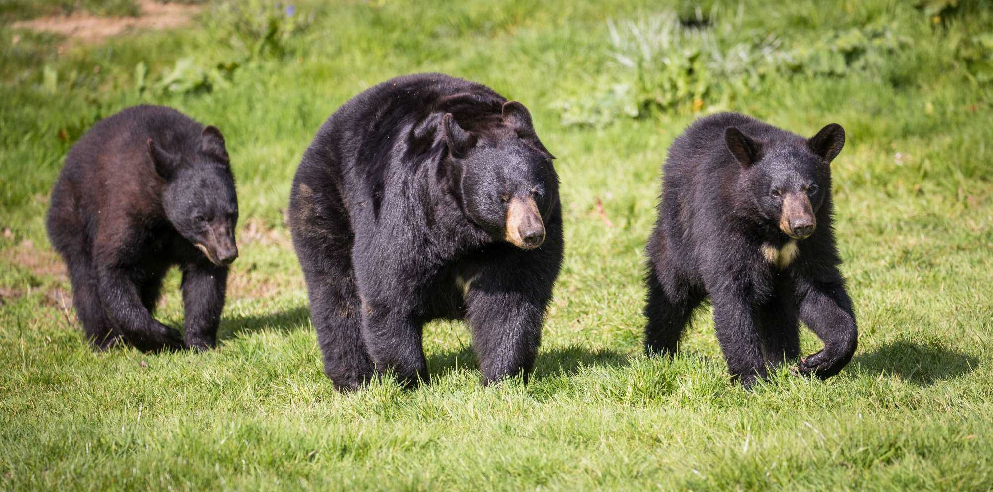 new bear cubs 3.jpg