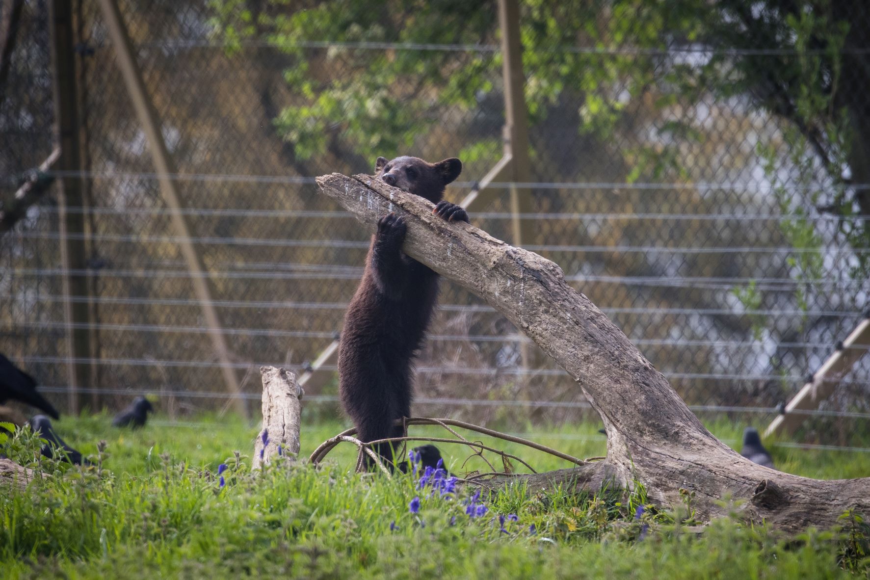 North American Black Bear Cub at Woburn Safari Park.jpg
