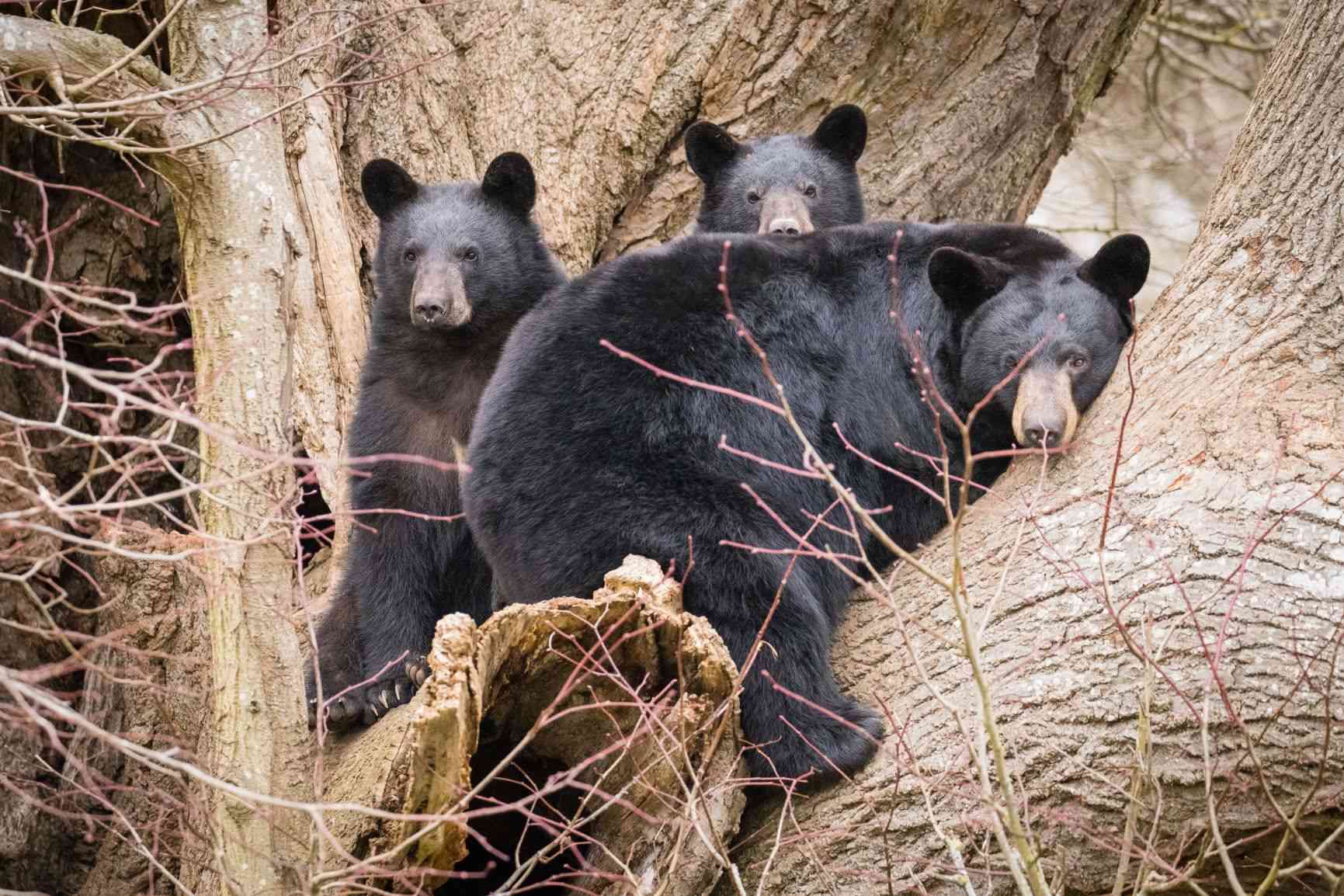 North American black bear cubs explore their new home at Woburn Safari Park.jpg