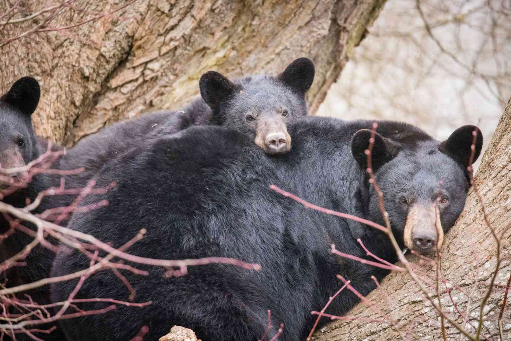 North American black bear cubs with mum Phoenix at Woburn Safari Park.jpg