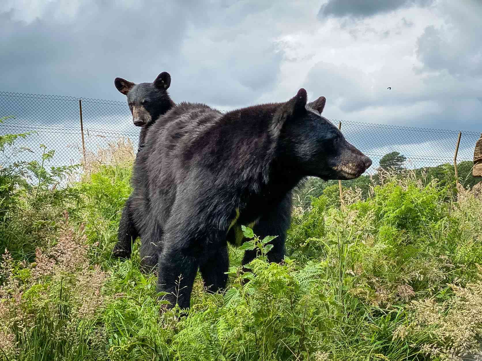 North American black bear Indiana with her cub Denver at Woburn Safari Park .jpg