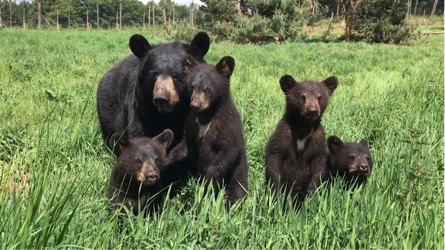 Black bear Phoenix and her four cubs at Woburn