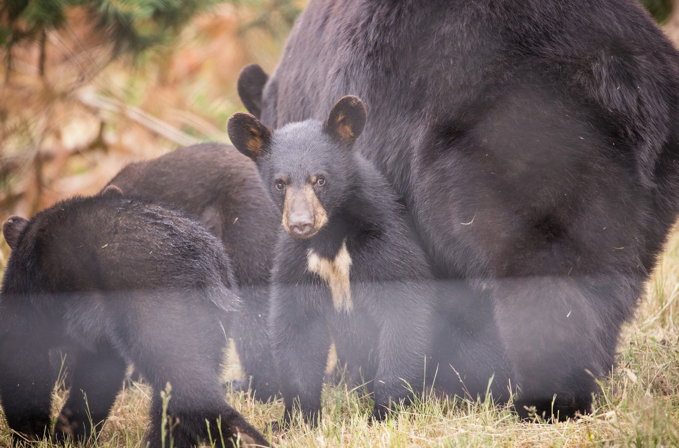 Phoenix cub cute 22.jpg