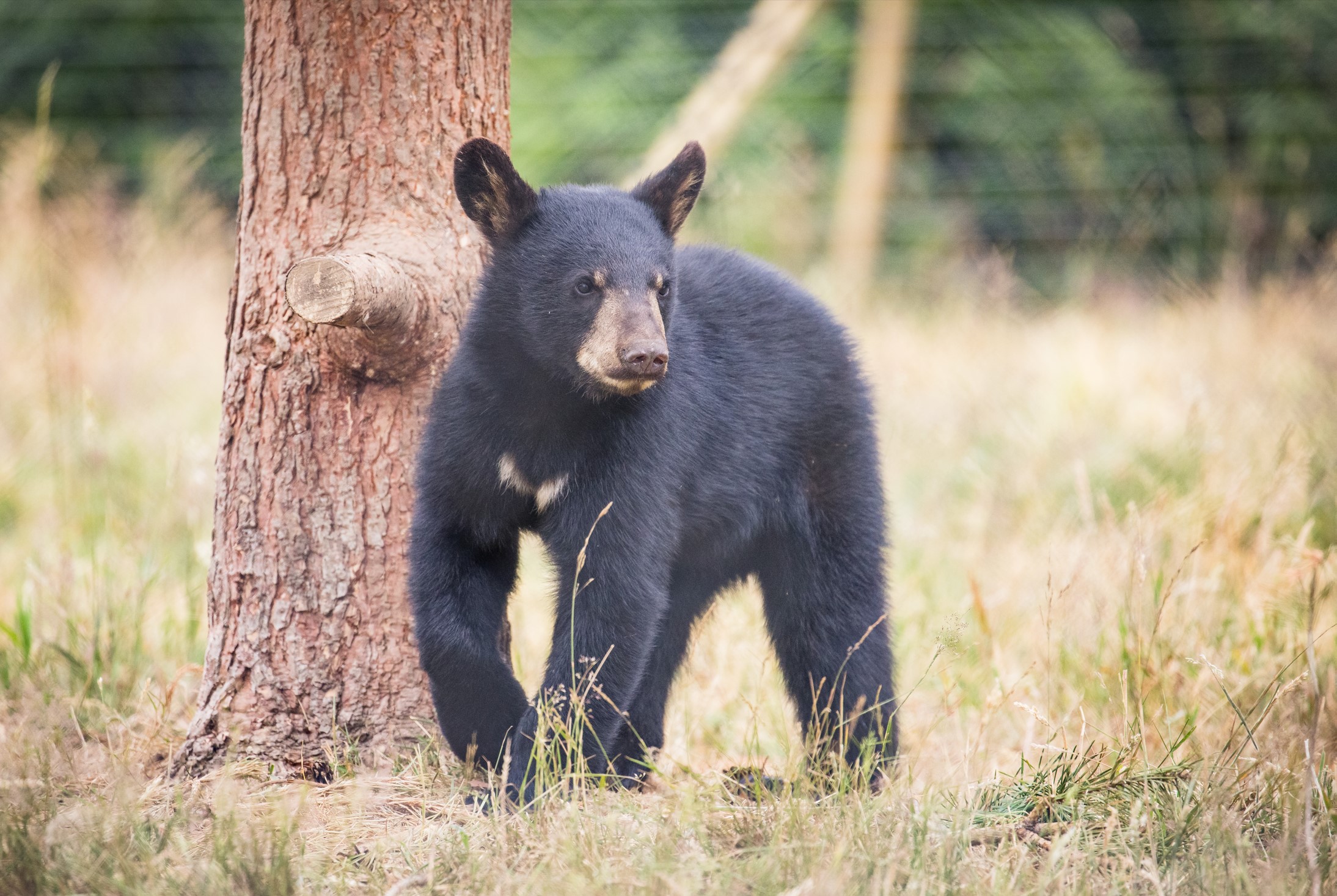 Phoenix cub stand 2022 .jpg