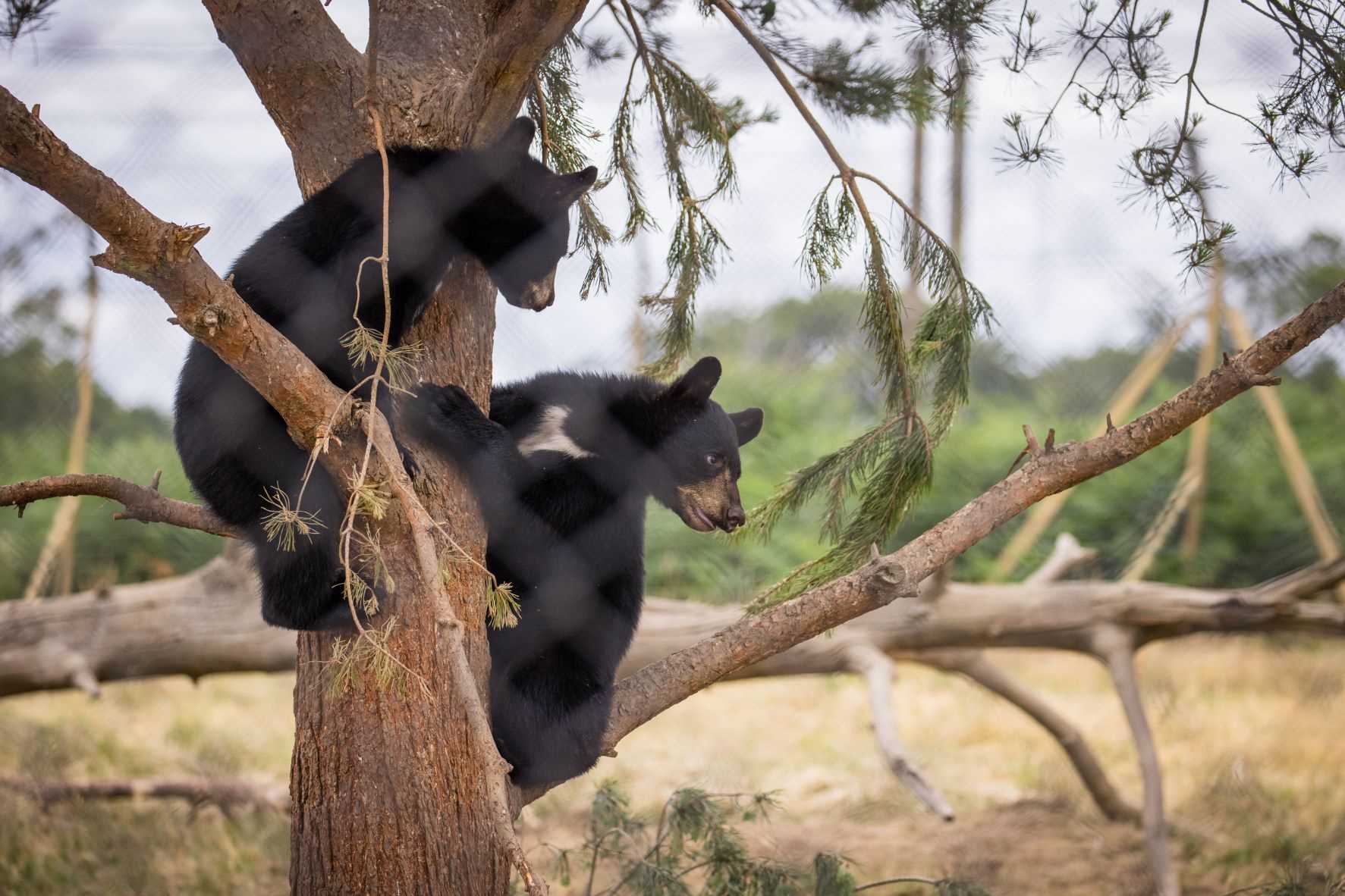 Phoenix Cubs 2022 in tree.jpg