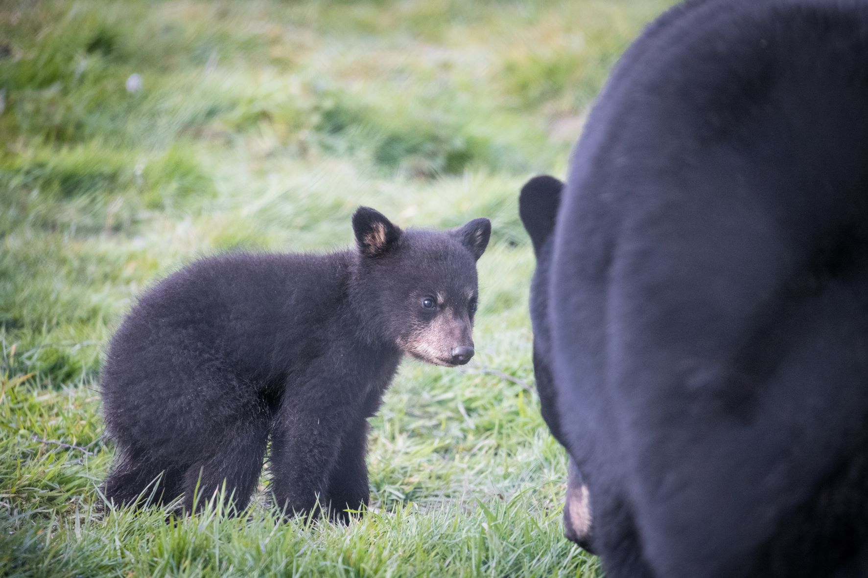 Young bear cub with mother Indiana at Woburn Safari Park.jpg