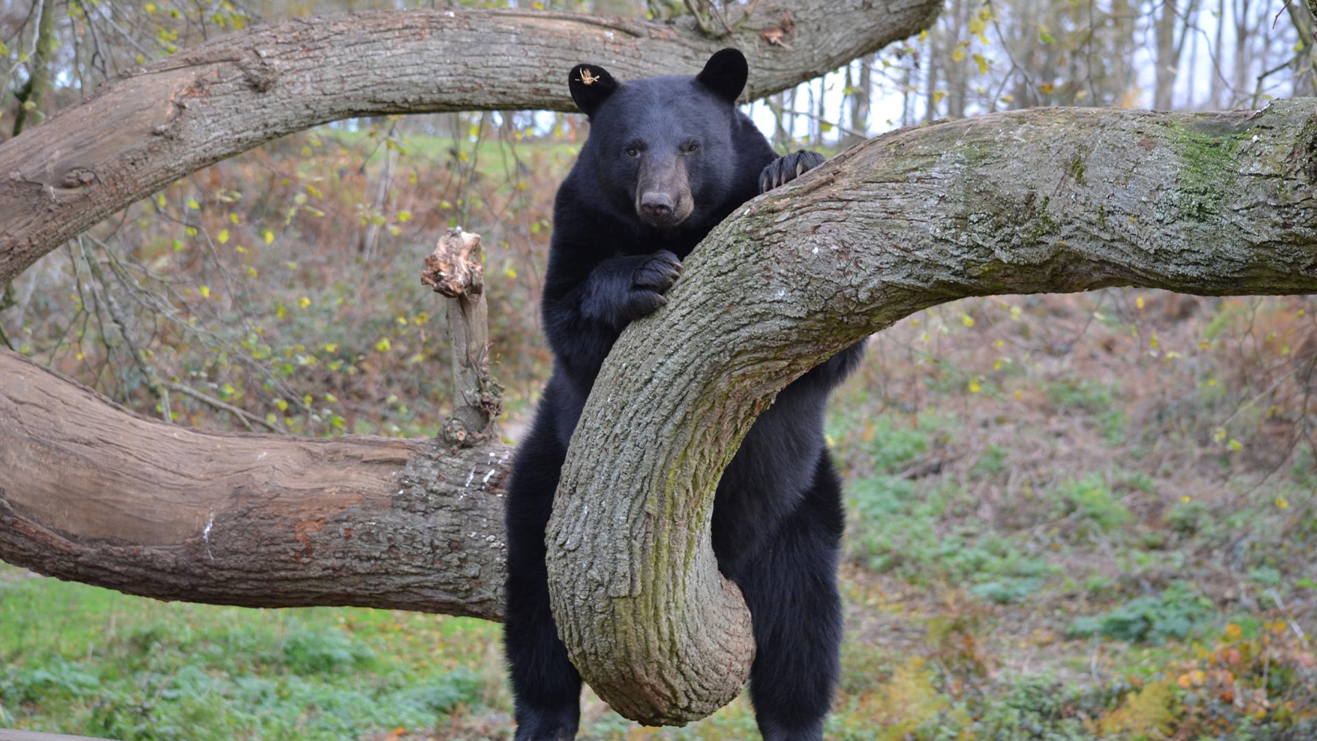 North American black bear sitting on tree branch 