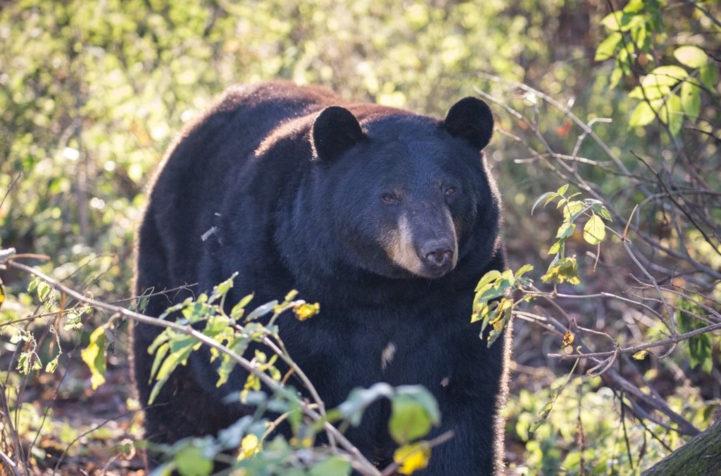 North American Black Bear walks through sunny forest vegetation 