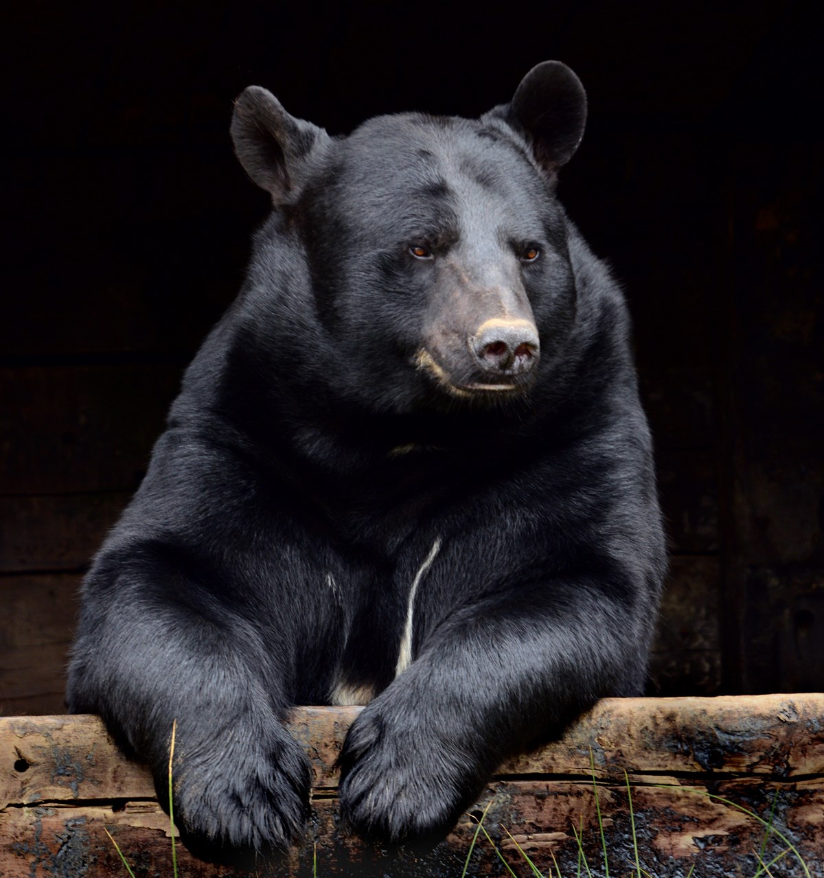 Image of black bear portrait
