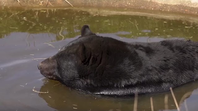 Image of black bear video thumbnail