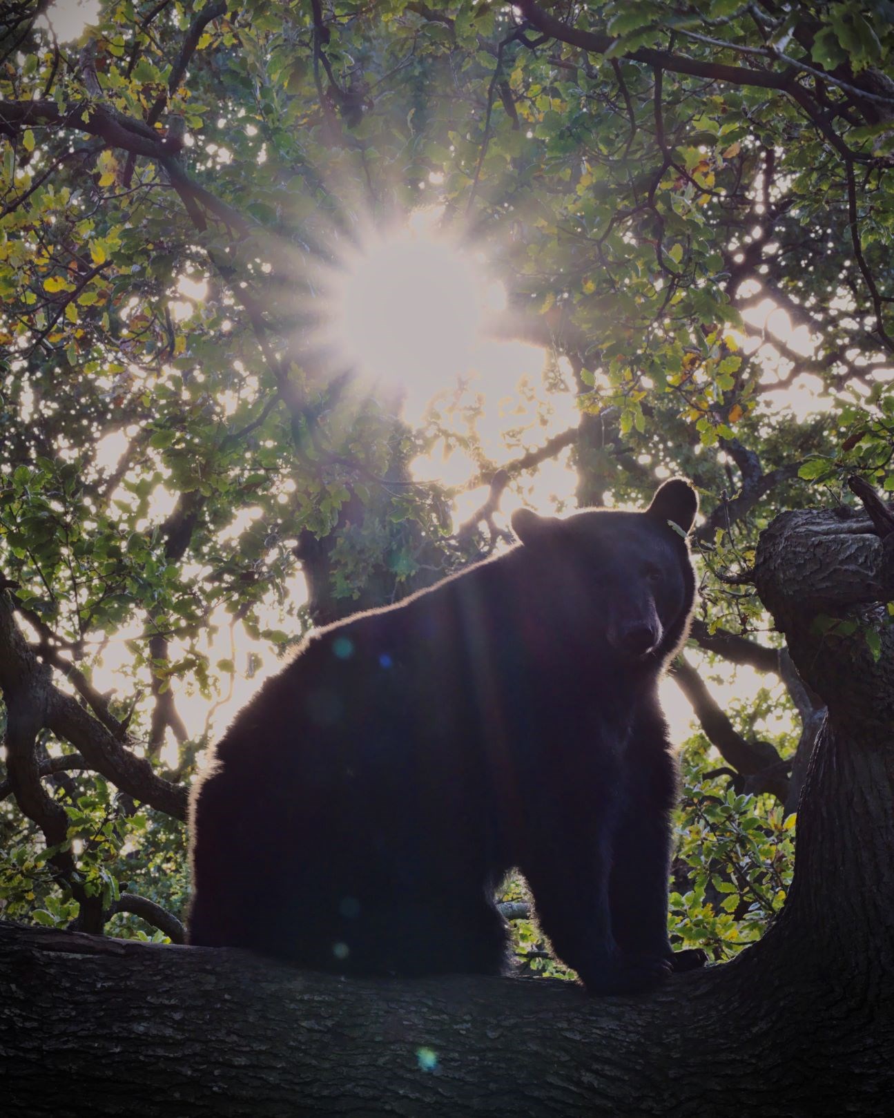 North American Black Bear silhouette illuminated by the sun through the trees behind 