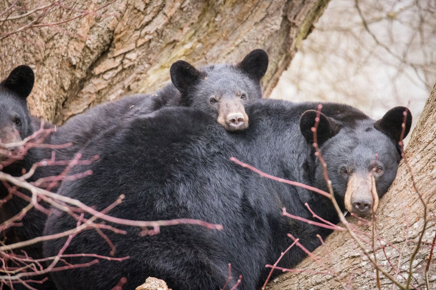 Black bear cub rests on mother's back while they lay in tree
