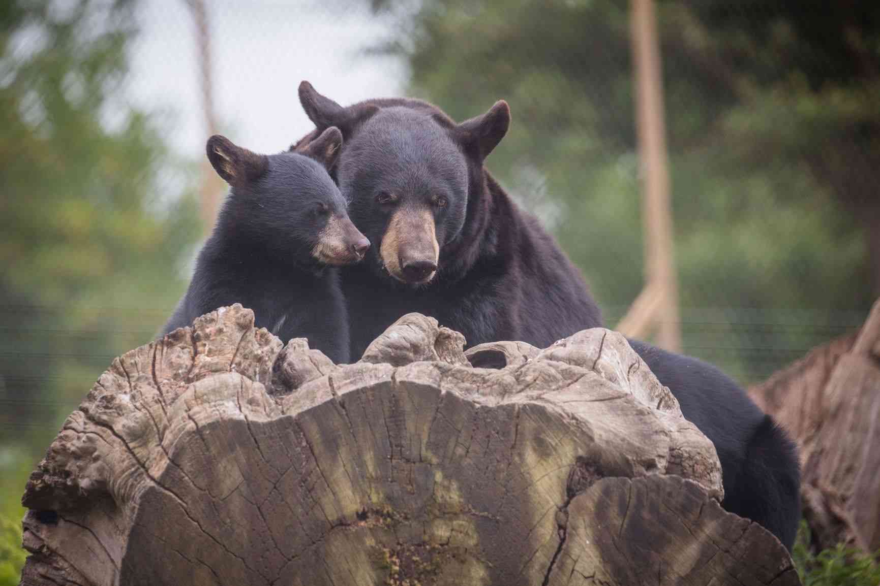 North American black bear cub with mother, Phoenix.jpg