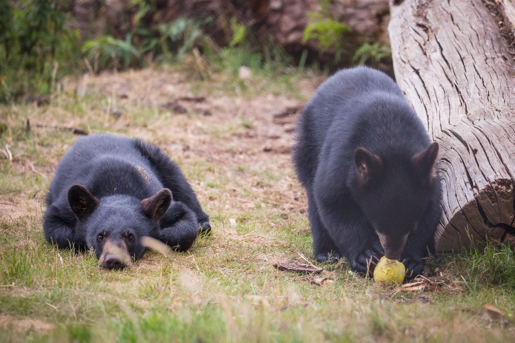 North American black bear cubs born at Woburn Safari Park are named.jpg