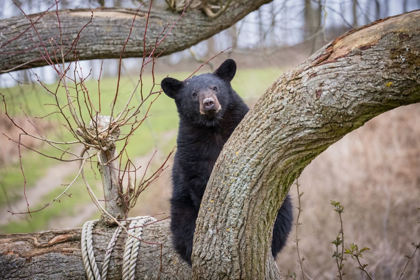 North American Black Bear peeks out from behind twisted logs in expansive grassy enclosure 