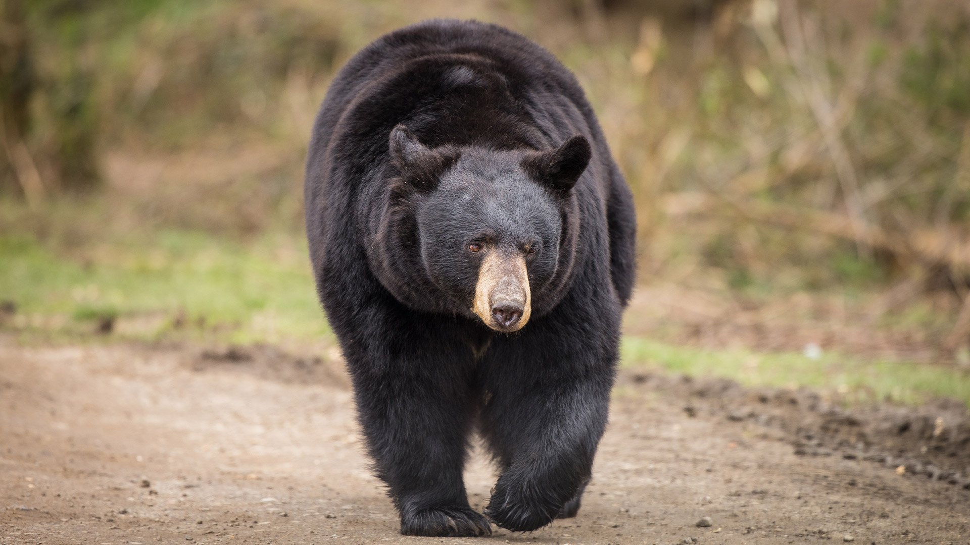 Black bear with thick winter coat
