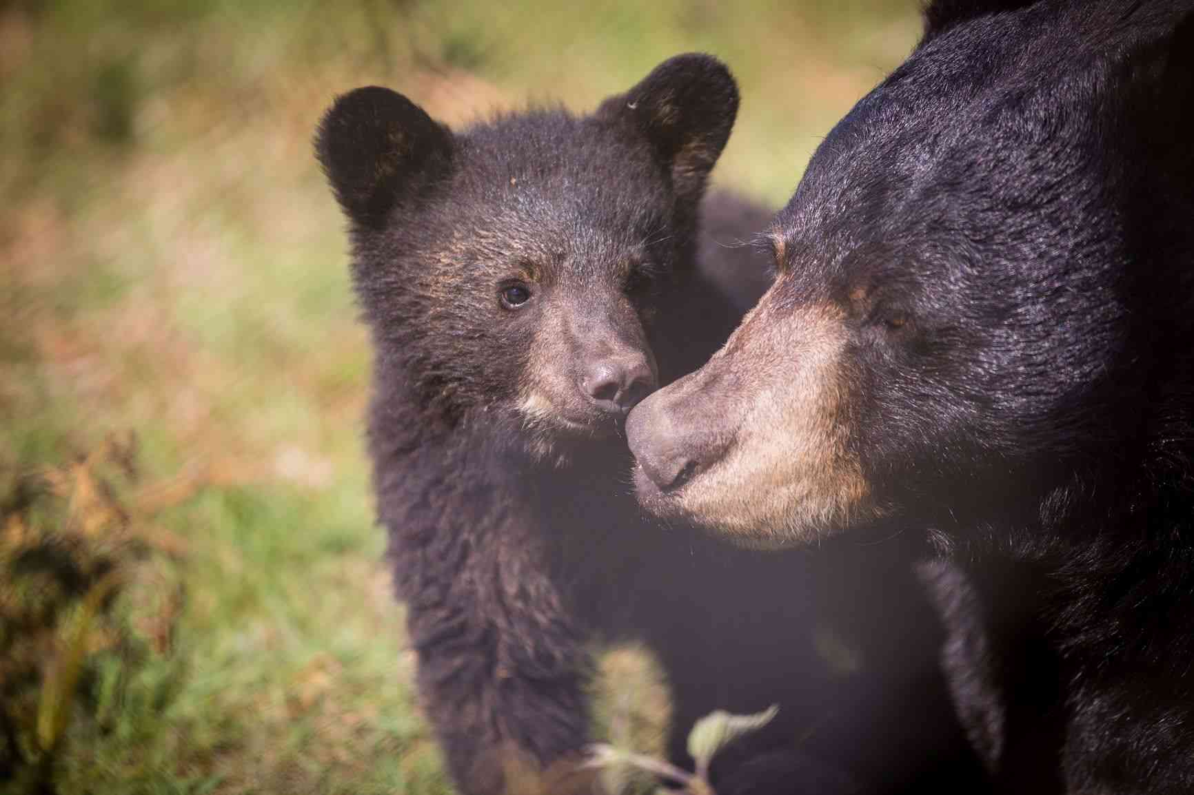 Woburn Safari Park's North American black bear and bear cub.jpg