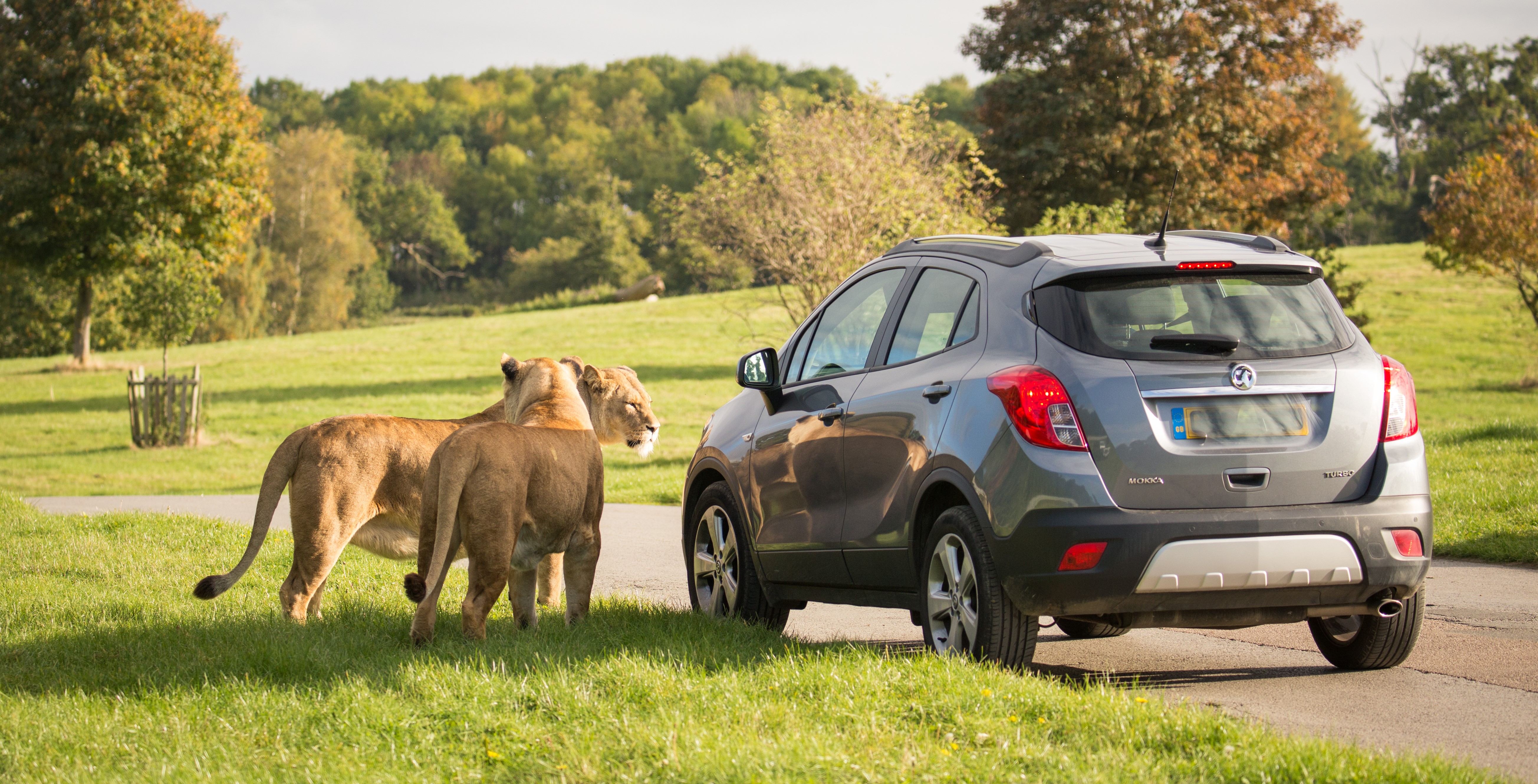 Two female african lions stand next to car in expansive Road Safari 