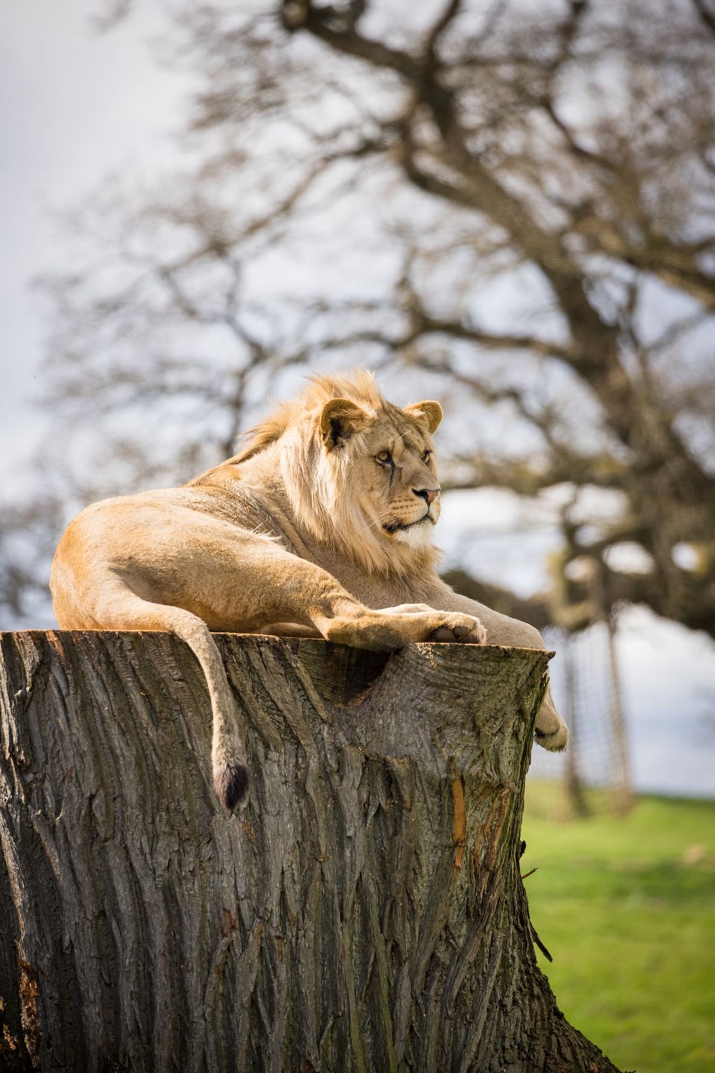 Young male lion rests on tree stump in grassy enclosure with trees