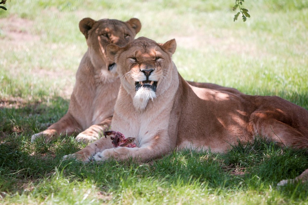 Two lions lay in grass eating red meat on sunny day 