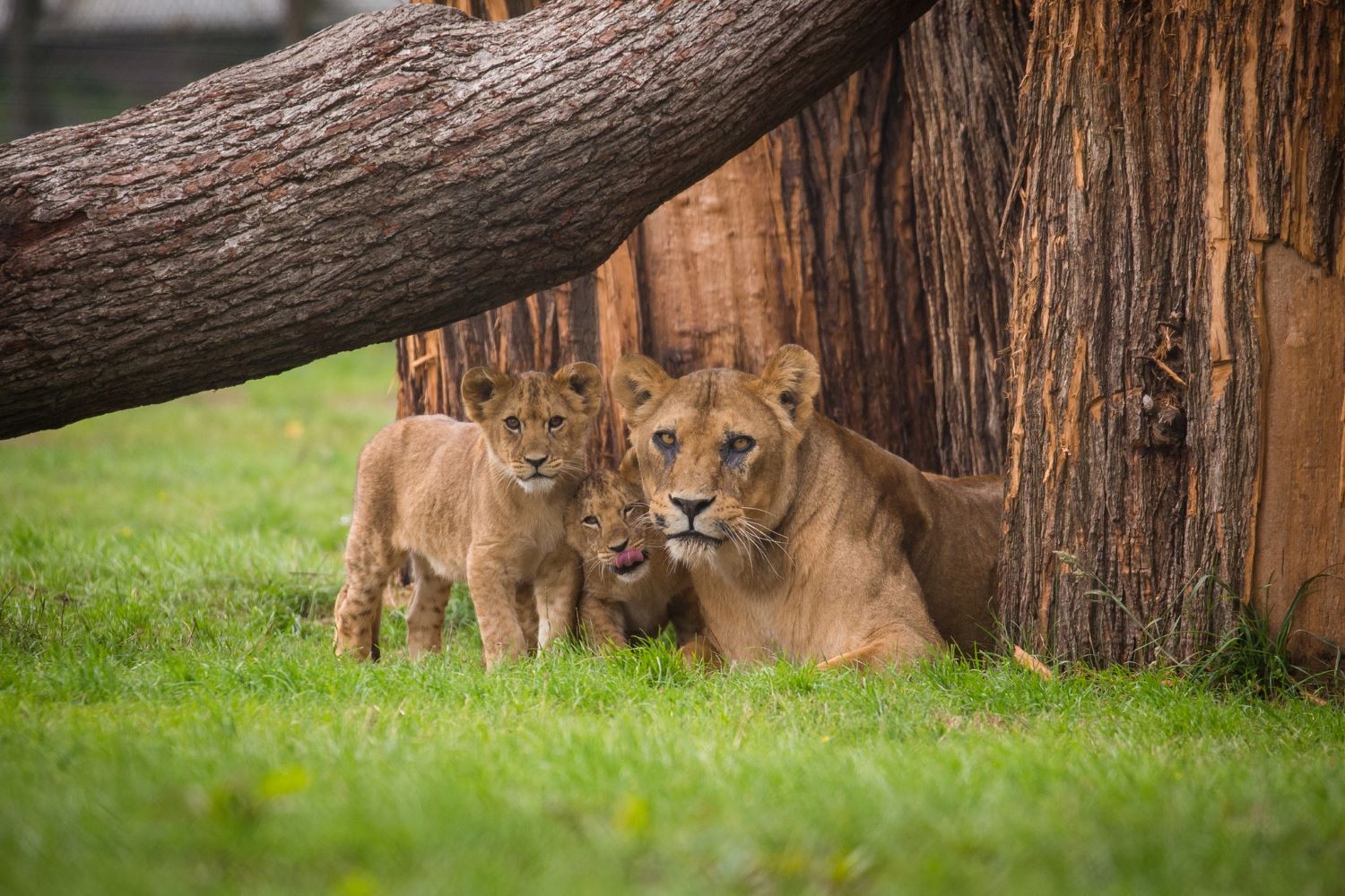 Dakota and Cubs2.jpg