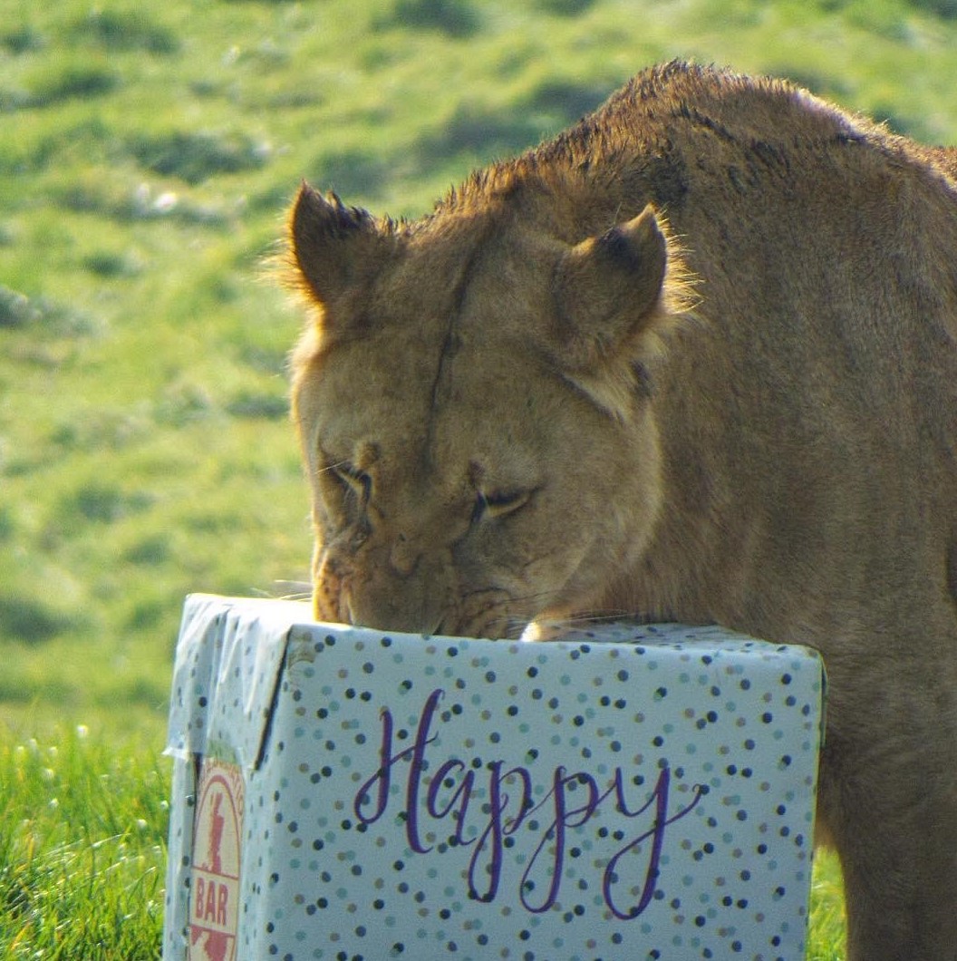 Kahari investigating birthday presents.jpg