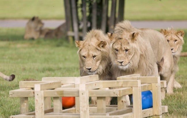 Kahari and Kogo young male lions stare at enrichment wooden cage with balls inside