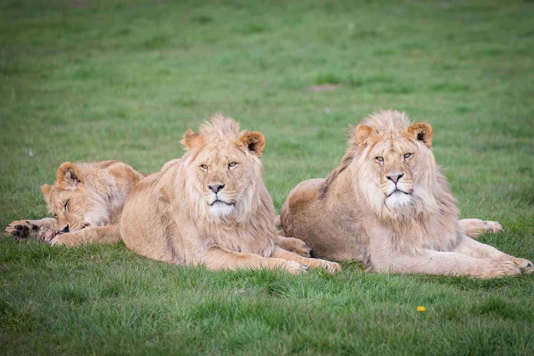 Kojo and Kahari male African lions at Woburn Safari Park.jpg
