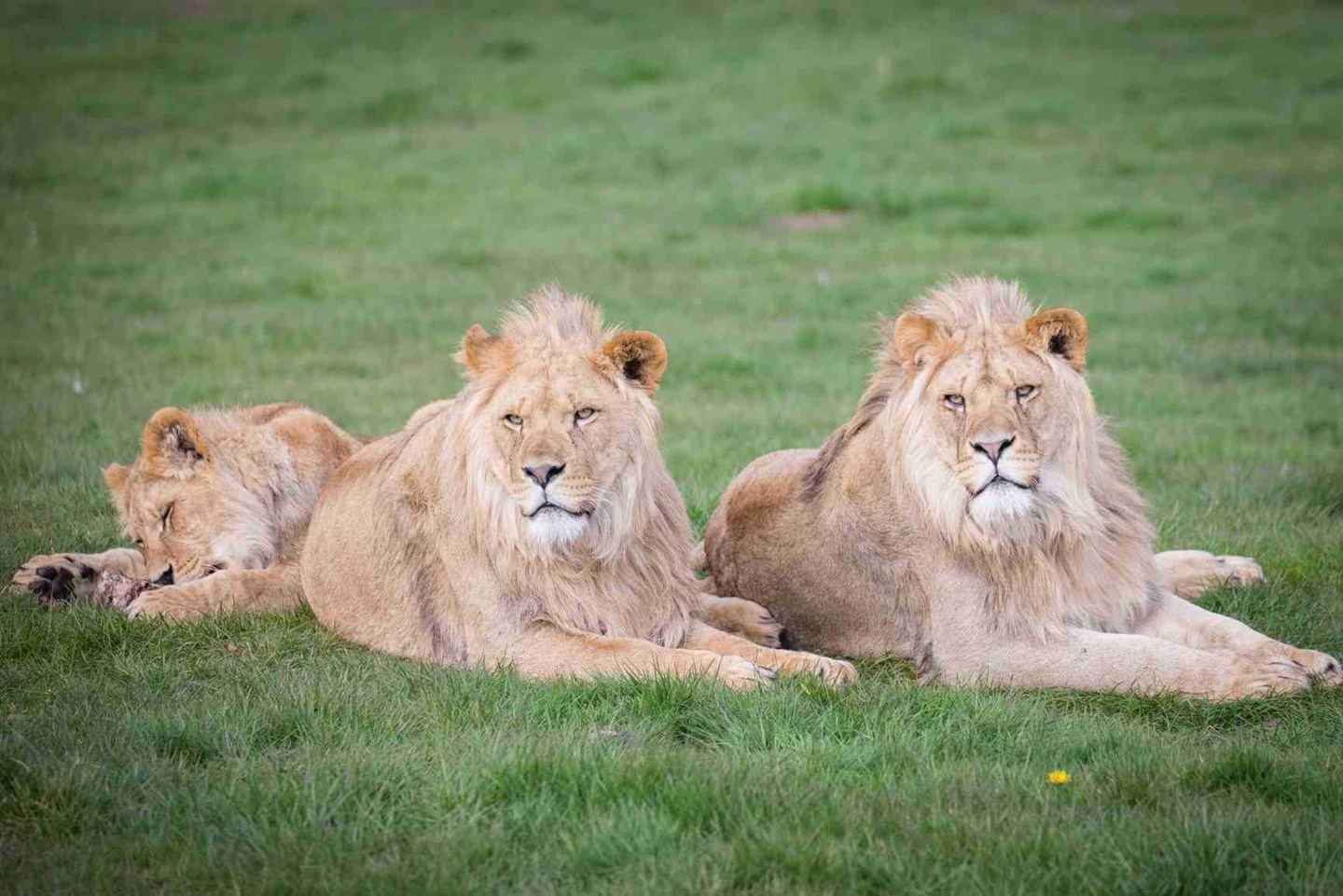 Three young male lions relax in the grass