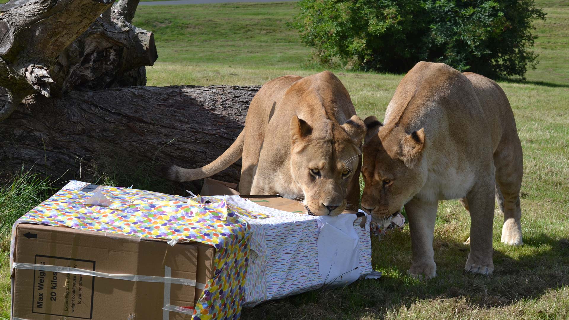 Kojo and Kahari enjoying their birthday enrichment 