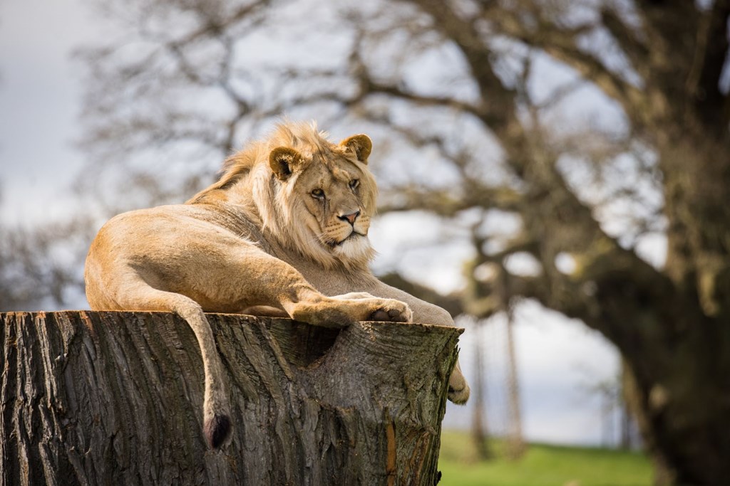 Young male lion rests on tree stump overlooking grassy enclosure 