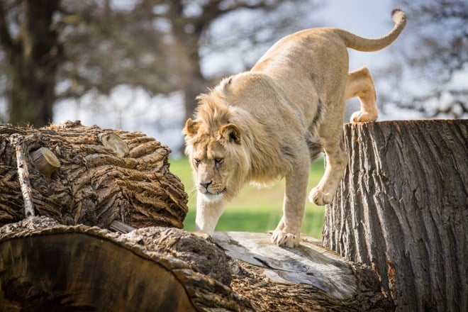 Young male lion jumps from higher log stump to lower log against a blurred background of trees 