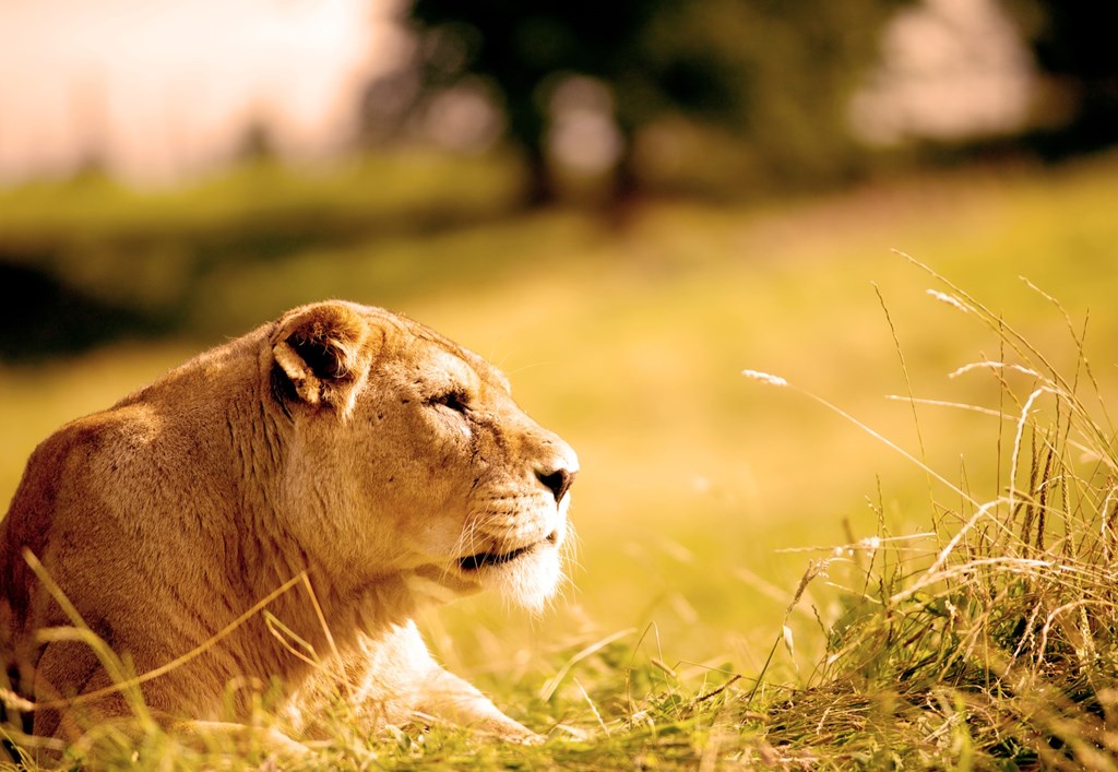 Lion rests on grassy hill in road safari 