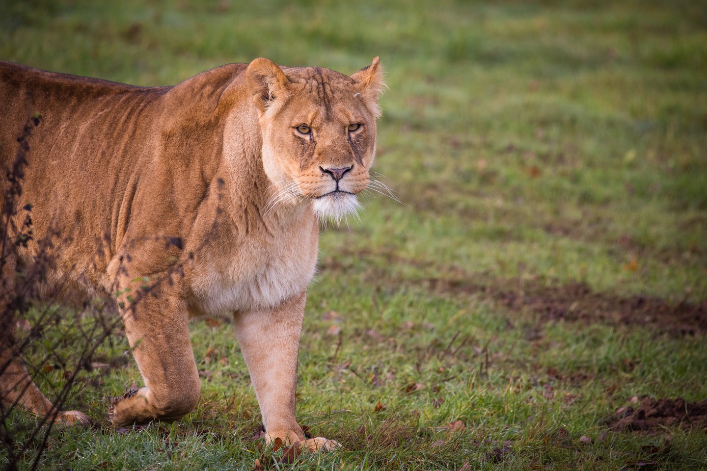 Image of lion cubs dec 2019 woburn safari park 6