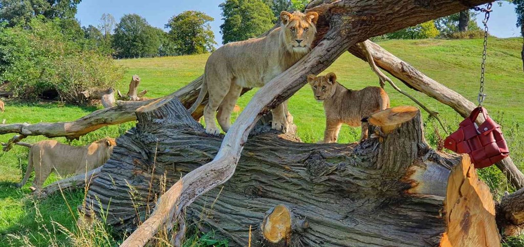 A one year old African lion cub stands next to a younger lion cub at Woburn Safari Park