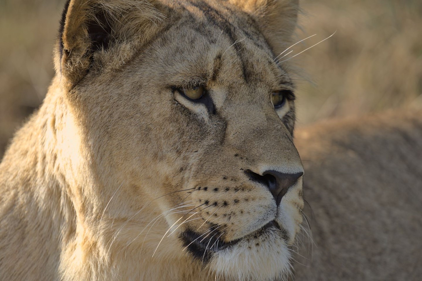 Image of amara a young lioness at woburn safari