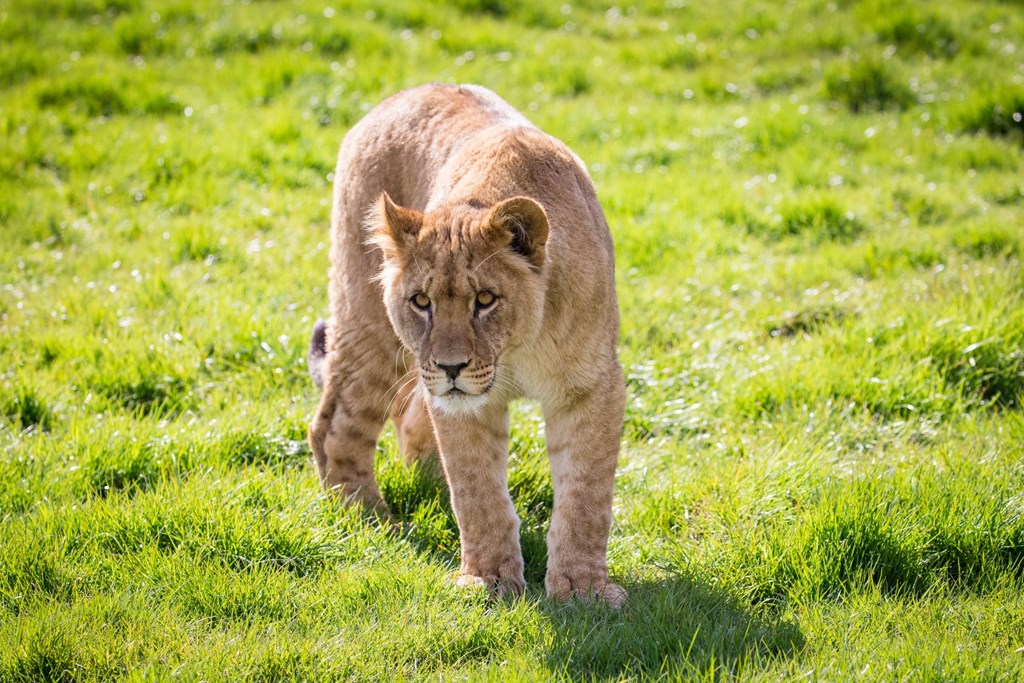 A young female African lion cub at Woburn Safari Park in Bedfordshire