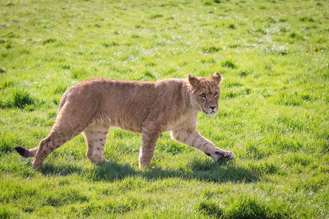 A one year old female African lion walks past at Woburn Safari Park